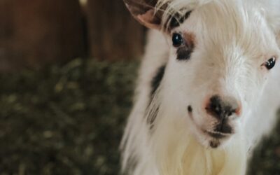 Buy Pygmy Goats for Sale at Brackenoaks Farms: Your Comprehensive Guide 🐐