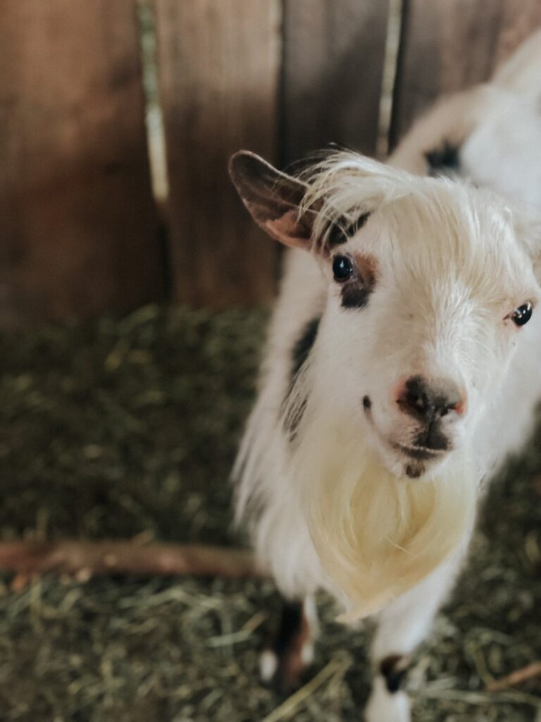 Buy Pygmy Goats for Sale - Brackenoaks Farms.