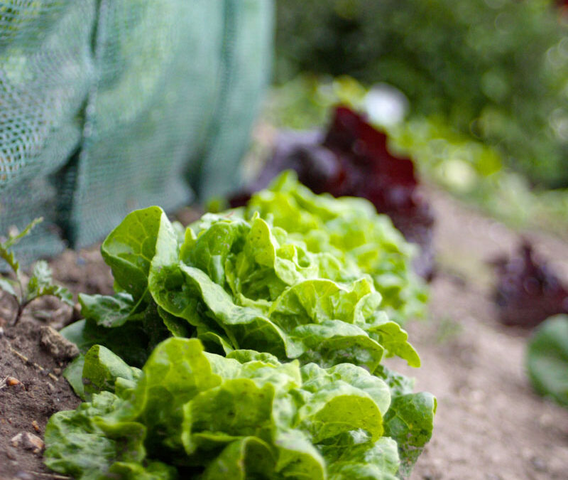 Buy Farm Fresh Produce at Brackenoaks Farms 🥕🌽